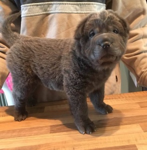 shar pei poil long, bear coat