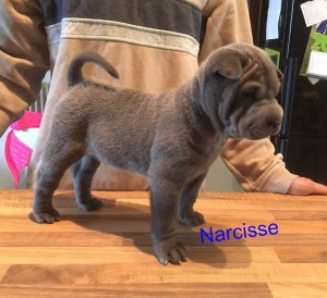 chiot shar pei bleu