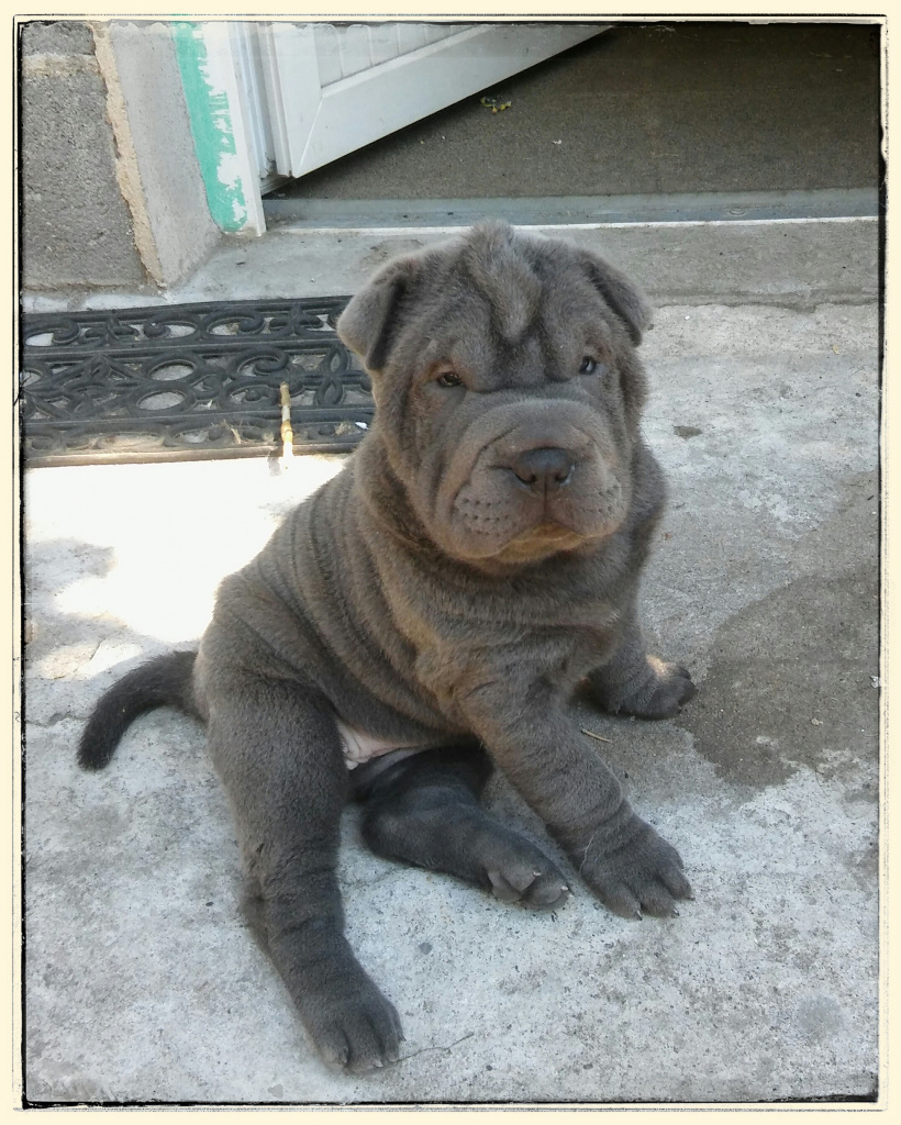 shar pei bleu chiot