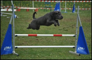 shar-pei sportif en agility