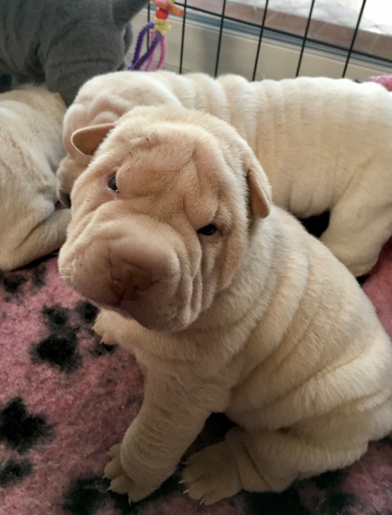 Chiot Shar Pei disponible, Shar Pei bleu, crème et Isabella Elevage