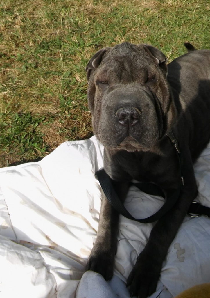 Ophélia du Domaine de Sharpei Diem