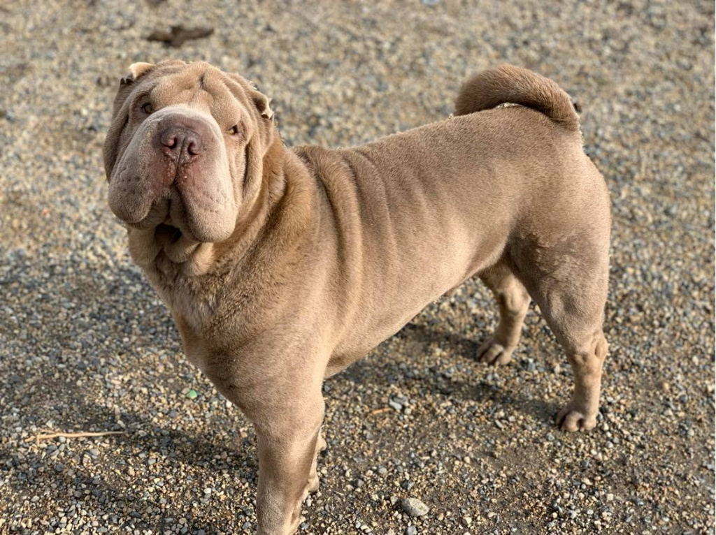 chien sharpei lilac