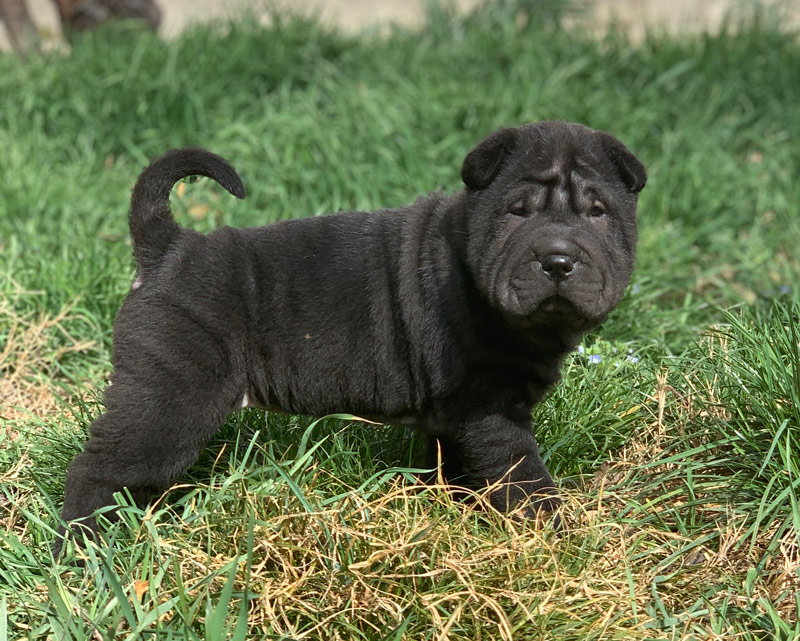elevage chiot shar-pei noir