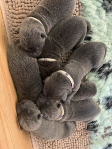 chiot shar pei bleu disponible chiot shar pei bleu disponible