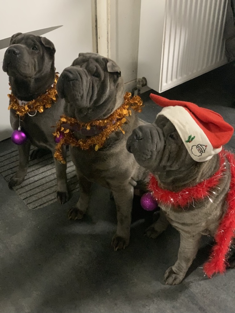 shar-pei noel